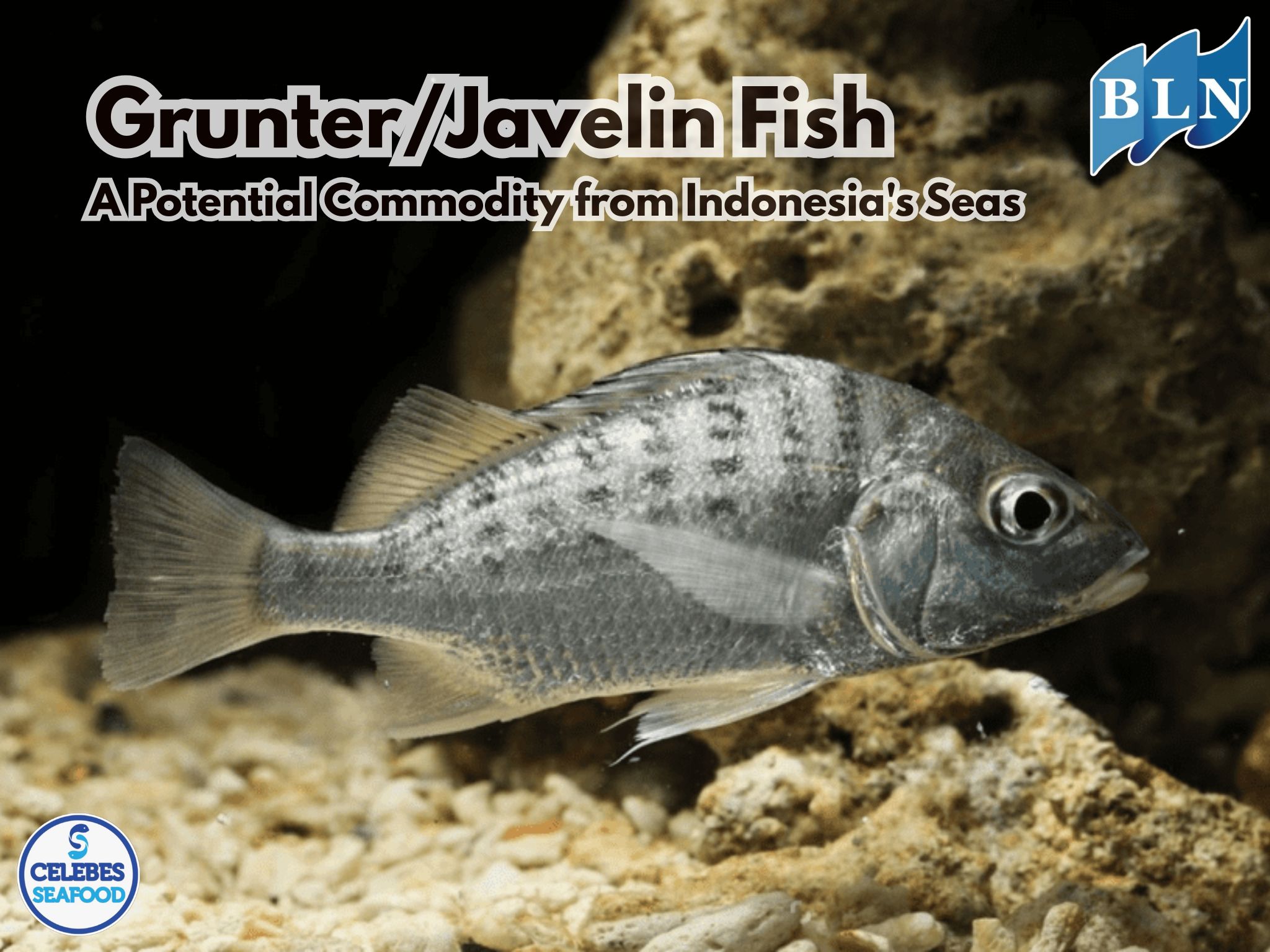 Grunter/Javelin Fish: A Potential Commodity from Indonesia's Seas